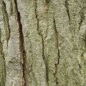 Pterocarya fraxinifolia ecorce